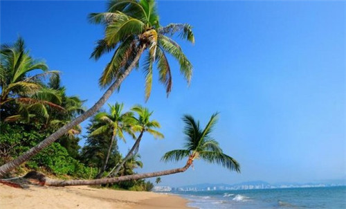 小黑唇茶油炒饭